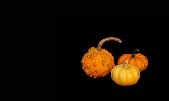 set, bunch of small decorative pumpkins on black background Isolated object, easy to cut out for design, poster. Seasonal decorative vegetables for Thanksgiving, Halloween, restaurant menu decoration
