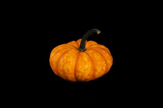 Close-up isolated object. Small decorative orange Muscat pumpkin on a black background. cut object. Autumn design concept, restaurant menu, Thanksgiving and Halloween.