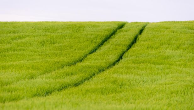 green and young barley field during sunset.