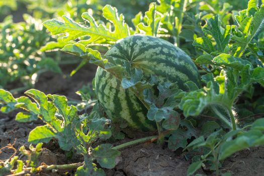 Watermelon grows on a green watermelon plantation in summer. Agricultural watermelon field