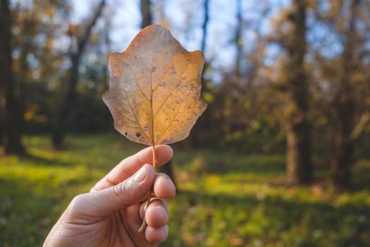 Hand holds brown leaf on the background of forest. Autumn background.