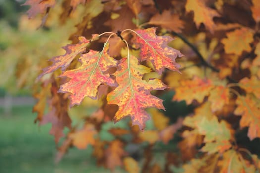 Beautiful Autumn Leaves in the Season. Autumn colorful bright Leaves swinging in a oak tree in autumnal Park. Autumn colorful background. Autumn time