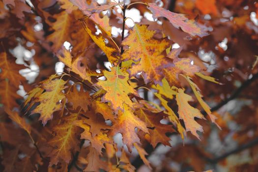 Colorful foliage in the autumn park. Oak autumn leaves . Autumn Trees Leaves. Autumn time