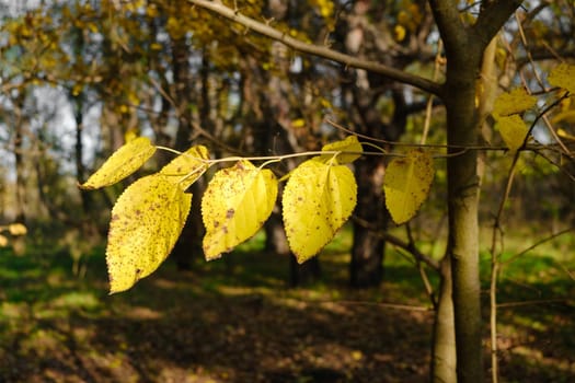 Beautiful autumn landscape with yellow leaves on tree. Colorful foliage in the forest. natural background. autumn background