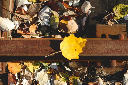 autumn Yellow maple on the rail. autumn leaves background. autumn background