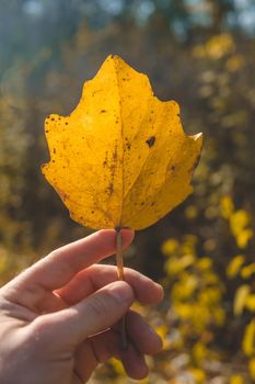 Yellow maple leaf in hand on autumn leaves background. autumn time