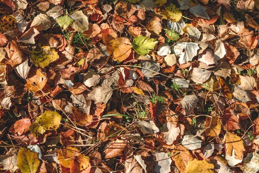 Group of various autumn fallen leaves in red and orange colors lying on ground isolated, dump of different leaves, autumn concept. autumn background pattern