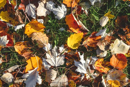 Colorful background of autumn leaves. Colorful backround image of fallen autumn leaves, perfect season. Top view. background autumn template