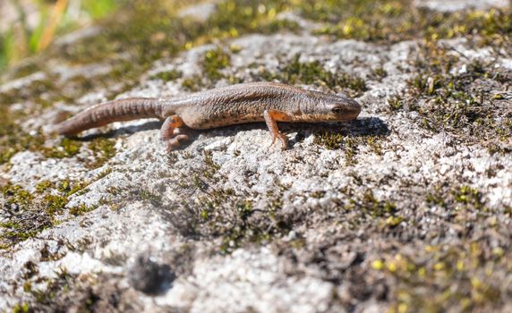 A beautiful brown lizard basks in the sun. Lies on a gray stone. High quality photo