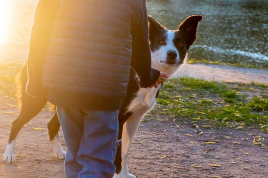 cheerful border collie dog obeys the command to a little boy. obedience
