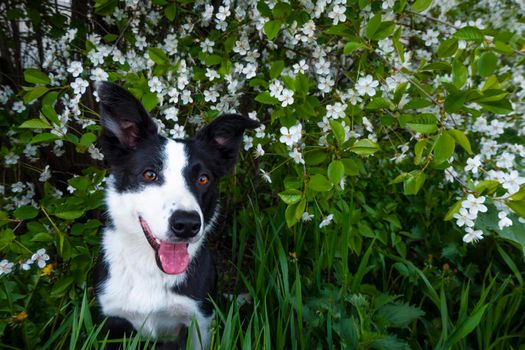 A happy dog in flowers. The pet is smiling. a cheerful border collie dog smiles in a cherry blossom