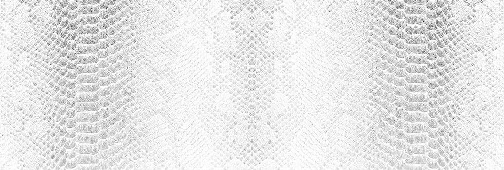 Skin snake background White snake skin texture Close-up