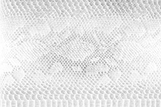 Skin snake background White snake skin texture Close-up