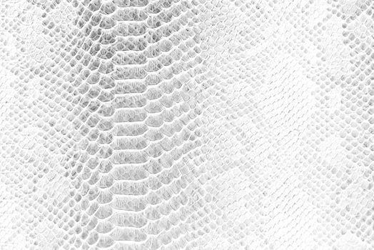 Skin snake background White snake skin texture Close-up