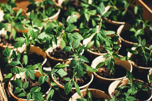 home seedling tomato garden young tomato plants growing out of soil