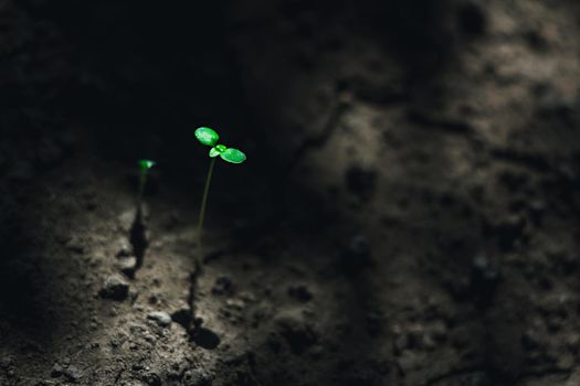 the concept of Mars colonization the first plant to sprout from alien soil