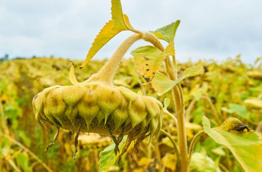 a tall plant with very large golden rayed flowers.cultivated for edible seeds, which are an source of oil and margarine.A ripe sunflower full seeds is a raw material for the production of healthy oil