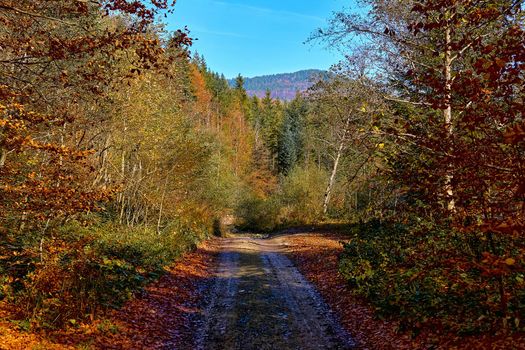 a wide way leading from one place to another, especially one with a specially prepared surface which vehicles can use. Mountain dirt country road in bright multi colored autumn colors in the sun.