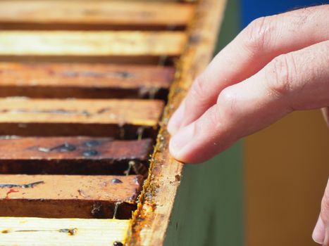 Beekeeper working with bees and beehives on the apiary. Beekeeping concept. Beekeeper harvesting honey Beekeeper on apiary.