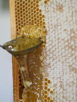 Natural raw honey being filtered ad dripped through a strainer to filter our bees wax.