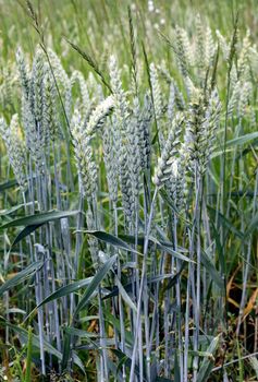 Green ears of wheat triticale on the background of the field.