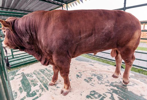 Red bull in a corral on a farm stands outdoors with a nose ring