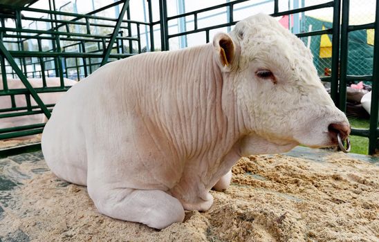 a charolais bull stands in a stall at a cow show