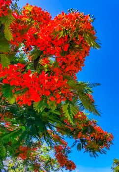 Flamboyant or Delonix Regia red flowers closeup. Beautiful tropical flame tree flowers. Royal Poinciana Tree or Flame Tree or Peacock Flower in Playa del Carmen Quintana Roo Mexico.