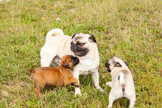 cute bastard malinois puppy and bullmastiff playing with pug puppy