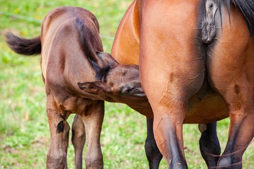 bay foal suckling its mother in the summer in a meadow