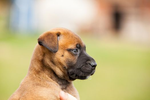 adorable puppy bastard of malinois and bullmastiff in the hands of his mistress