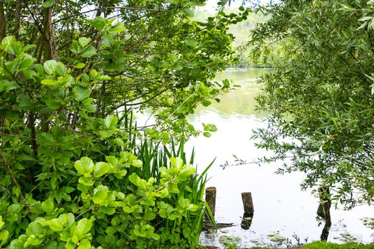 a pond in summer surrounded by lush and green vegetation