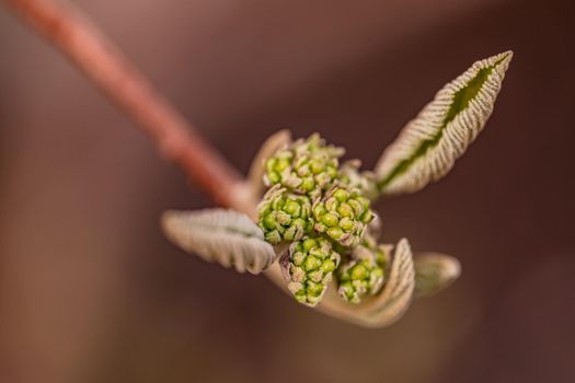 The interesting bud of a dogwood bush isolated against brown background