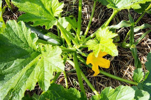 zucchini stalk with a fruit and a flower growing in a permaculture garden on a ground covered with straw