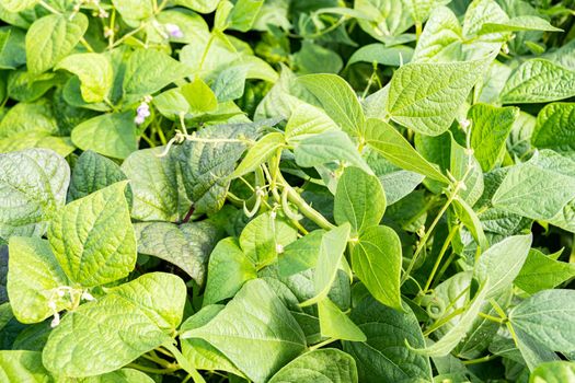 growing green beans in a permaculture garden in summer