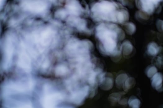 soft focus in nature with leaves and tree branches