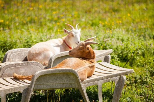 it is vacation time for a couple of goats lounging on lounge chairs in summer