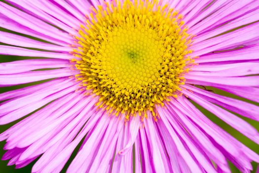 Mexican fleabane or Erigeron karvinskianus in flower. Pink with yellow heart in the daisy family (Asteraceae)