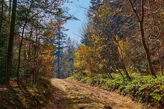 a wide way leading from one place to another, especially one with a specially prepared surface which vehicles can use. Mountain dirt country road in bright multi colored autumn colors in the sun.