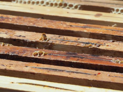 Beekeeper working with bees and beehives on the apiary. Beekeeping concept. Beekeeper harvesting honey Beekeeper on apiary.