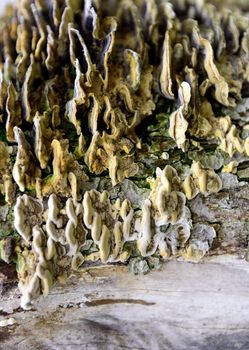 A colony of parasitic fungi grow on a tree in the autumn forest.