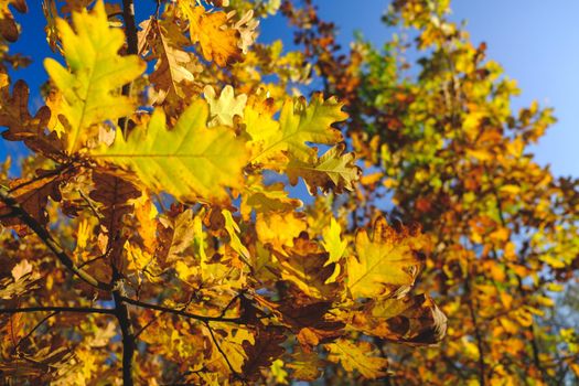 Autumn landscape. Autumn tree leaves sky background. Colorful and vivid autumn colors and bright blue sky. Autumn background