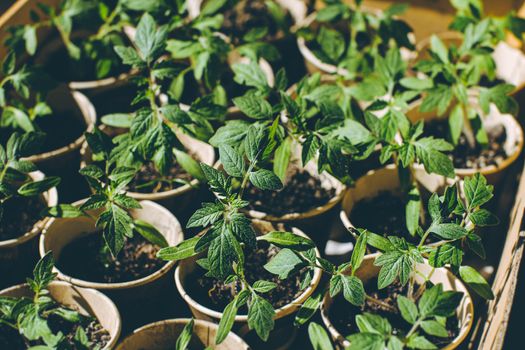 home seedling tomato garden young tomato plants growing out of soil