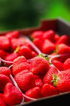 Strawberries packaged in box, sweet ripe perfect strawberry harvest, organic garden and agriculture concept