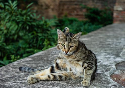 Homeless cat in Betlemi quater, historical part of Tbilisi city centre