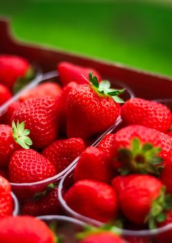 Strawberries packaged in box, sweet ripe perfect strawberry harvest, organic garden and agriculture concept