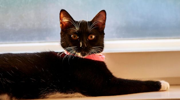 a black cat with white paws and a pink collar lies on the windowsill