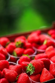 Strawberries packaged in box, sweet ripe perfect strawberry harvest, organic garden and agriculture concept