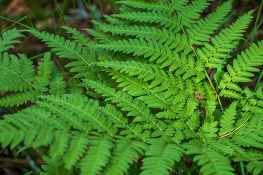 Close-up leaves of the oldest plant ferns in the forest. Environment. Selective focus.