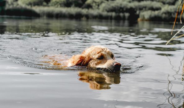 Golden retriever dog hunter chases in pond at autumn park. Pet doggy labrador swimming in lake with fallen yellow leaves